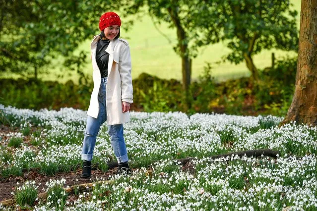 A woman walks in between a carpet of snowdrops in bloom at Painswick Rococo Garden, Painswick, Gloucestershire on February 5, 2020. (Photo by Ben Birchall/PA Images via Getty Images)