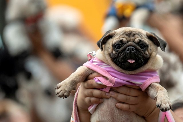 A woman carries her dog during a pet blessing ceremony on the occasion of World Animal Day, which was celebrated on October 4, at Eastwood Mall in Quezon City, Metro Manila, Philippines, on October 6, 2024. (Photo by Lisa Marie David/Reuters)