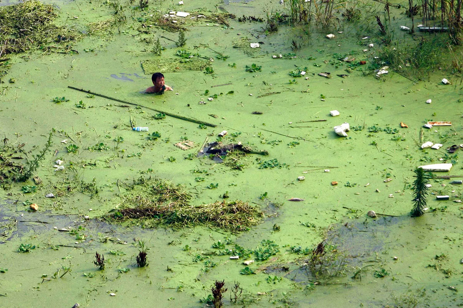 Зеленые воды последствия. Озеро Тай Китай загрязнение. Экология воды.