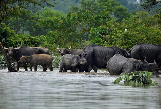 Rhinos and buffaloes are seen at the flooded Kaziranga National Park in Nagaon district, Assam, August 15, 2017. (Photo by Anuwar Hazarika/Reuters)