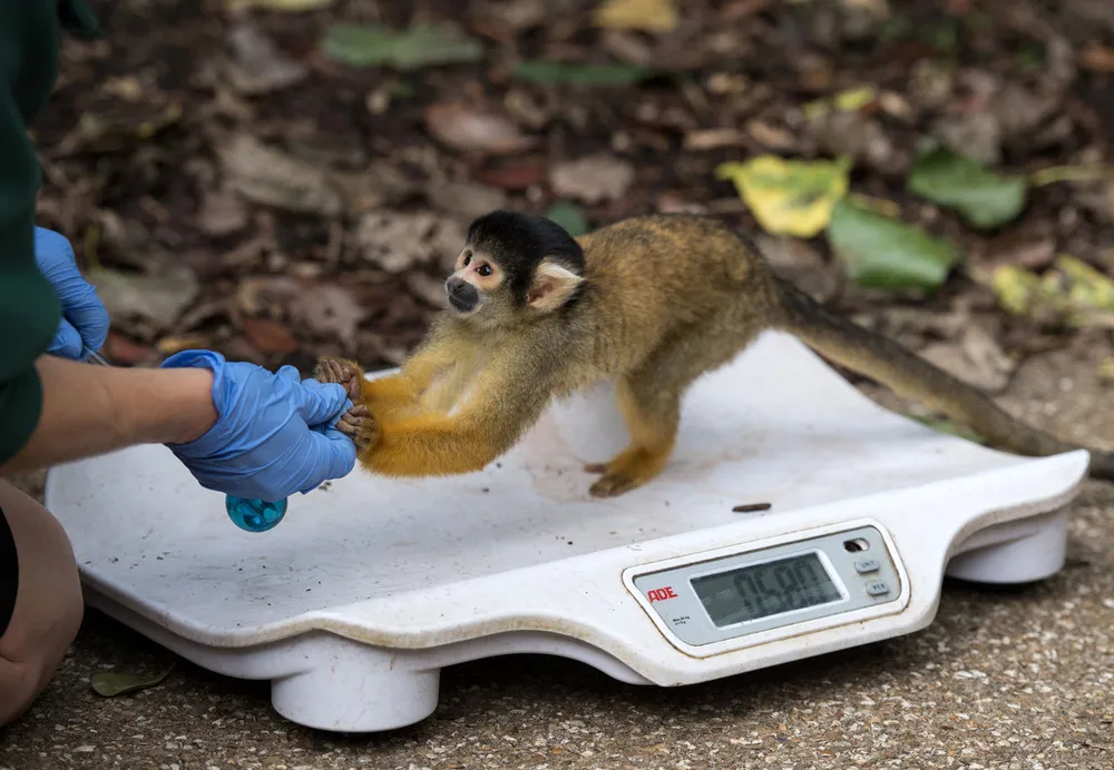 London Zoo’s annual Weigh-in Begins