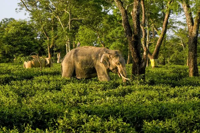 Wild Asiatic elephant herd grassing in a Tea garden in Golaghat, India on July 26, 2022. (Photo by Hafiz Ahmed/Anadolu Agency via Getty Images)