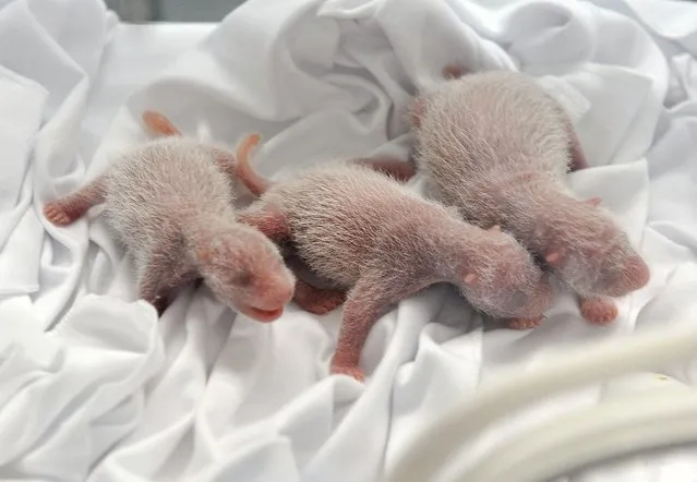 Newborn panda triplets inside an incubator at a safari park in the Chinese city of Guangzhou on August 12, 2014. (Photo by AFP Photo/Chimelong Group)