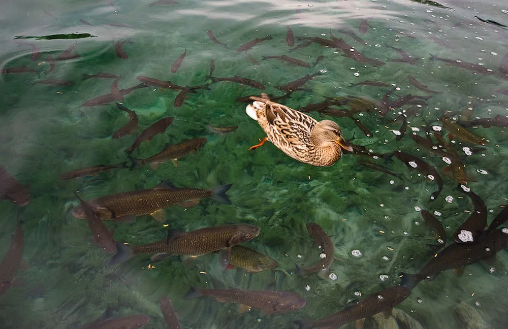Plitvice Lakes National Park