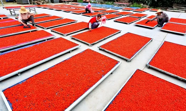Farmers shine wolfberries in Linze County, July 13, 2016, in Zhangye, China. Large scale of wolfberries were planted in east China's Linze County aiming not only to improve income of local residents. (Photo by VCG/Getty Images)