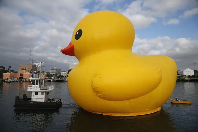 A giant inflatable rubber duck installation by Dutch artist Florentijn Hofman floats through the Port of Los Angeles as part of the Tall Ships Festival, in San Pedro, California August 20, 2014. (Photo by Lucy Nicholson/Reuters)