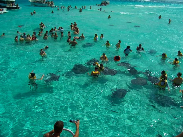 Stingray City, Grand Cayman