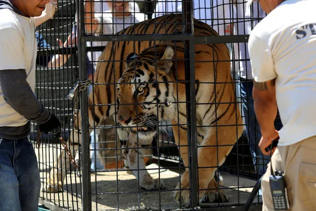 A tiger is returned to its enclosure at the Wildlife Waystation after animals were evacuated during the approach of the Sand Fire in the Sylmar area of Los Angeles, California, U.S. July 27, 2016. (Photo by David McNew/Reuters)