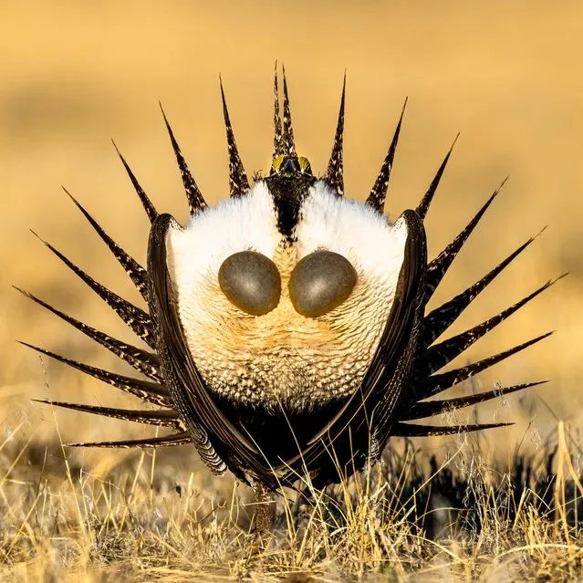 Portrait category, gold award winner. Sage grouse, Centrocercus urophasianus. Colorado, US. (Photo by Ly Dang/Bird Photographer of the Year 2022)