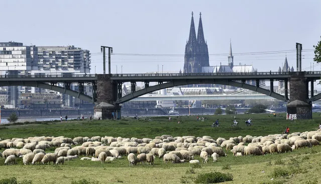 A flock of sheep graze at the river Rhine near the Cathedral in Cologne, Germany, Monday, April 27, 2020. (Photo by Martin Meissner/AP Photo)