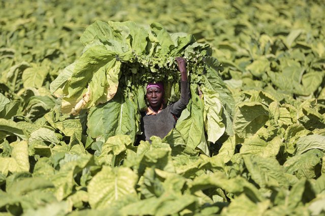 A worker carries fresh tobacco crop at Tilisa Farm in Bromley, 80 km from capital Harare, Zimbabwe, 29 January 2020. Zimbabwe's 2019 tobacco output was over 252 million kilograms and fears are that the 2020 crop might be affected by the current drought. (Photo by Aaron Ufumeli/EPA/EFE)