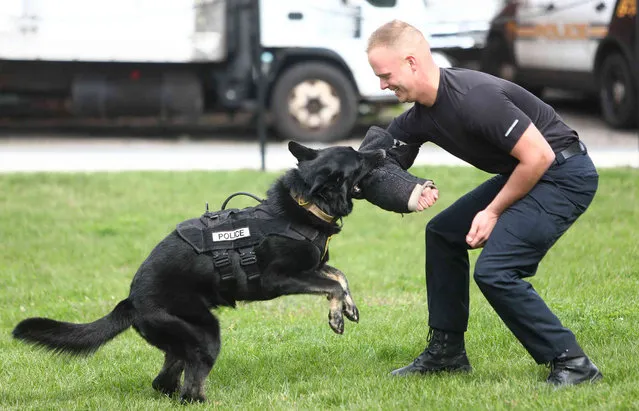 Hazleton Officer Jordan Yanac is taken down by K9 A'Sheridan during a demonstration at CanDo Community Park in the city of Hazleton Pa., during Coffee With A Cop on Friday, September 30, 2022. (Photo by John Haeger /Standard-Speaker via AP Photo)