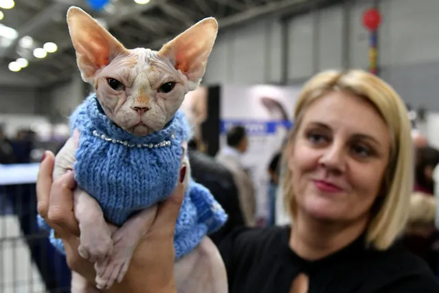 A woman shows a Canadian Sphynx cat named  Megario during the “SuperCat Show 2017” on November 11, 2017 in Rome, Italy. (Photo by Alberto Pizzoli/AFP Photo)