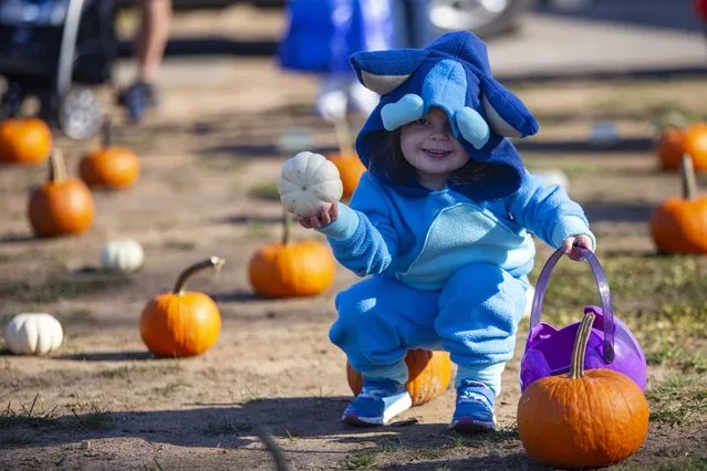 Elyse Gibson, 2, picks out a pumpkin during a Halloween event at Community Lake Park in Wallingford Friday morning October 21, 2022. Her mother, Miranda Gibson, brother Elias Gibson and father Joseph Gibson also attended the event. (Photo by Richie Rathsack/Record-Journal via AP Photo)