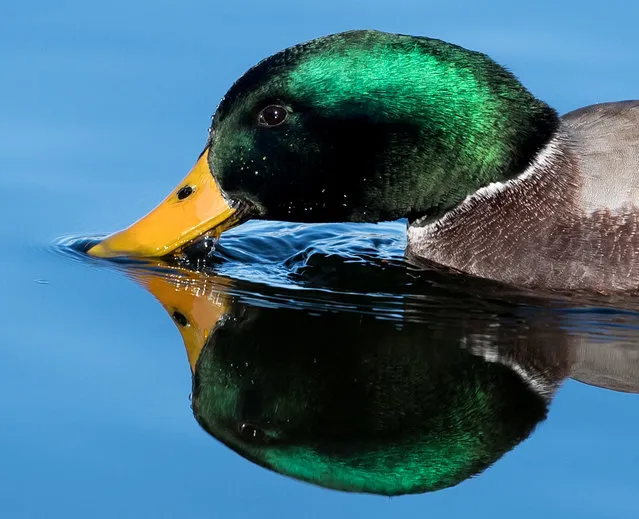 A male mallard duck reflects in the water of the Schliersee lake in Schliersee, southern Germany, on November 22, 2017. (Photo by Sven Hoppe/AFP Photo/DPA)