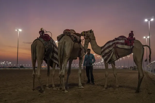 Trainers prepare their camels before the start of an exercise for an upcoming camel race, in Al Shahaniah, Qatar, Tuesday, October 18, 2022. (Photo by Nariman El-Mofty/AP Photo)