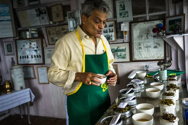 Swaraj Kumar “Rajah” Banerjee, chairman of Makaibari Tea Estate, tastes tea in his office in Kurseong, West Bengal, India, on Monday, September 8, 2014. (Photo by Sanjit Das/Bloomberg)