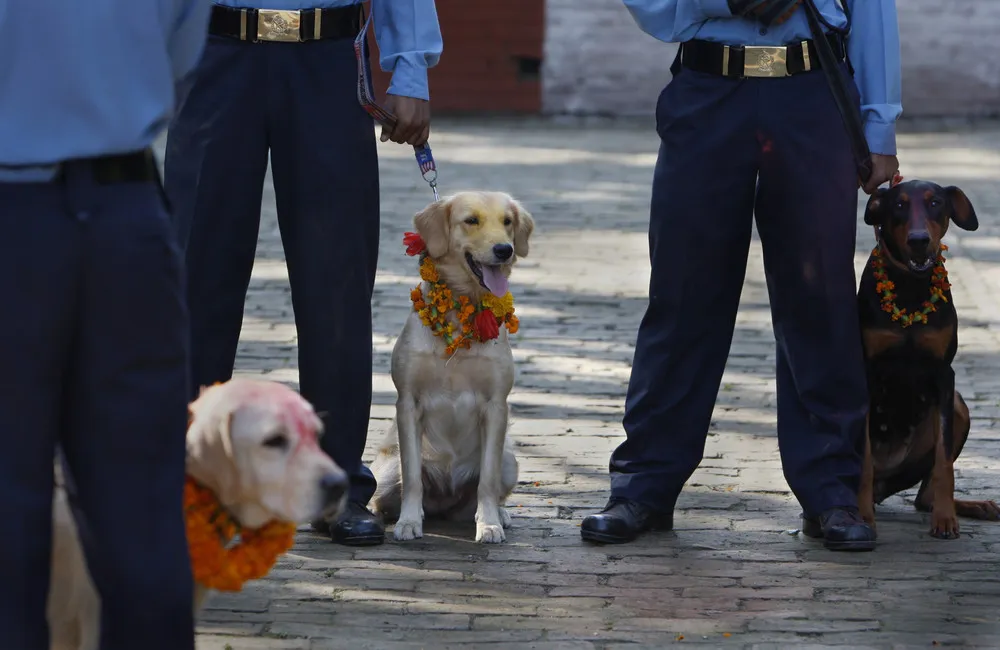 Dog Worship Day in Nepal