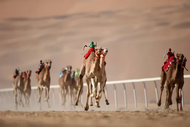 Robotic jockeys control camels during the Liwa Sports Festival at Moreeb Dune on January 3, 2017 in Abu Dhabi, United Arab Emirates. (Photo by Francois Nel/Getty Images)