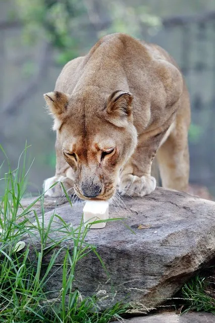 African Lion Kuchani enjoys a cold ice milk block at Taronga Zoo on January 8, 2013 in Sydney, Australia. Temperatures are expected to reach as high as 43 degrees around Sydney today.  (Photo by Marianna Massey)