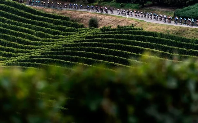 The pack rides past vineyards in Monforte d'Alba during the 104th edition of the one-day classic cycling race Gran Piemonte on August 12, 2020 between Santo Stefano Belbo and Barolo, Langhe countryside, northwestern Italy. (Photo by Marco Bertorello/AFP Photo)