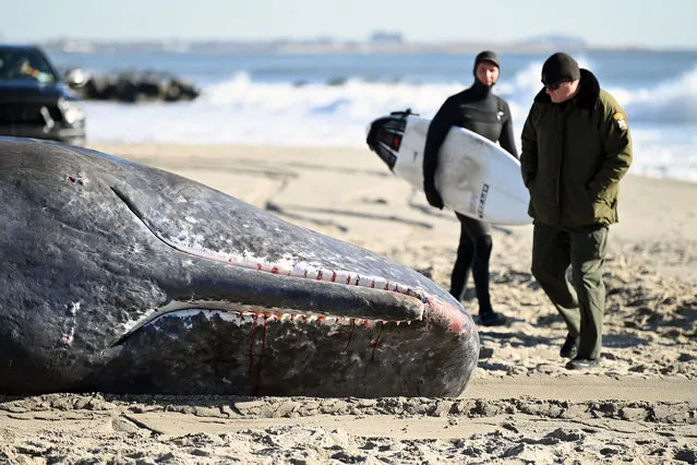 Officials and a surfer look at a dead beached whale on Rockaway beach on December 13, 2022 in the Queens borough of New York City. It wasn't immediately clear what caused the 23' sperm whale to be beached.  (Photo by Bryan Bedder/Getty Images)