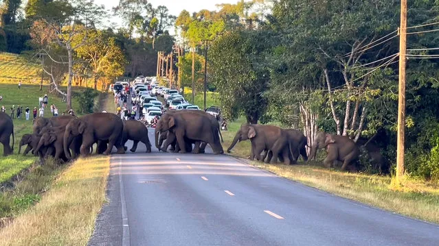 This is the breathtaking moment a herd of elephants held up traffic to cross a road in Thailand on December 4, 2022. The jumbos were moving through the forest when they emerged from trees in Nakhon Ratchasima, northeast Thailand, on Sunday afternoon. Wildlife rangers who had been monitoring the family stopped cars from driving along the mountain road in order to avoid vehicles from startling them. (Photo by Viral Press)