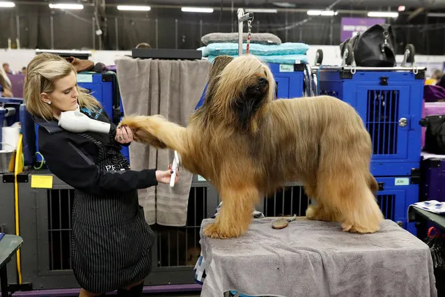 Jambo, a Briard breed, is groomed in the benching area on Day One of competition at the Westminster Kennel Club 142nd Annual Dog Show in New York, February 12, 2018. (Photo by Shannon Stapleton/Reuters)