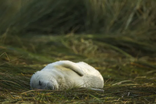 A Grey Seal pup lies in the grass at the Lincolnshire Wildlife Trust's Donna Nook nature reserve on November 24, 2014 in Grimsby, England. (Photo by Dan Kitwood/Getty Images)