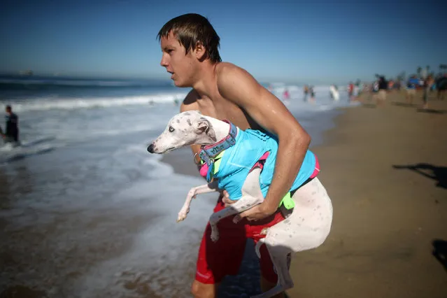 A lifeguard carries a dog back into the water during the Surf City Surf Dog competition in Huntington Beach, California, U.S., September 25, 2016. (Photo by Lucy Nicholson/Reuters)