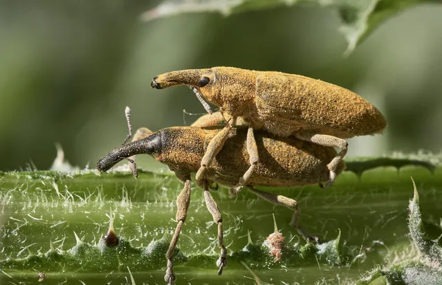 Two long snout weevil beetles mating covered with yellow pollen powder, in Waghäusel, Germany. (Photo by Thomas Marx/Alamy Stock Photo)