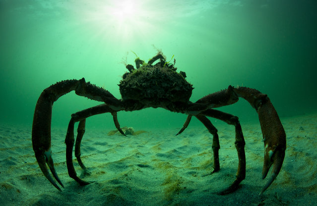 Spider crab, Aran Islands, Ireland. (Photo by George Karbus Photography/Getty Images/Image Source)