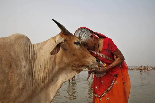A woman worships a cow as Indian Hindus offer prayers to the River Ganges, holy to them during the Ganga Dussehra festival in Allahabad, India, June 8, 2014. India’s government-run animal welfare department has appealed to citizens to mark Valentine’s Day this year not as a celebration of romance but as “Cow Hug Day” to better promote Hindu values. The Animal Welfare Board of India said Wednesday that “hugging cows will bring emotional richness and increase individual and collective happiness”. (Photo by Rajesh Kumar Singh/AP Photo)
