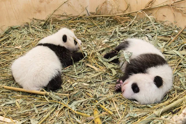 Giant Panda twin cubs which were born on August 7, 2016, are seen in a breeding box inside their enclosure at Schoenbrunn Zoo in Vienna, Austria September 28, 2016. (Photo by Reuters/Schoenbrunn Zoo)