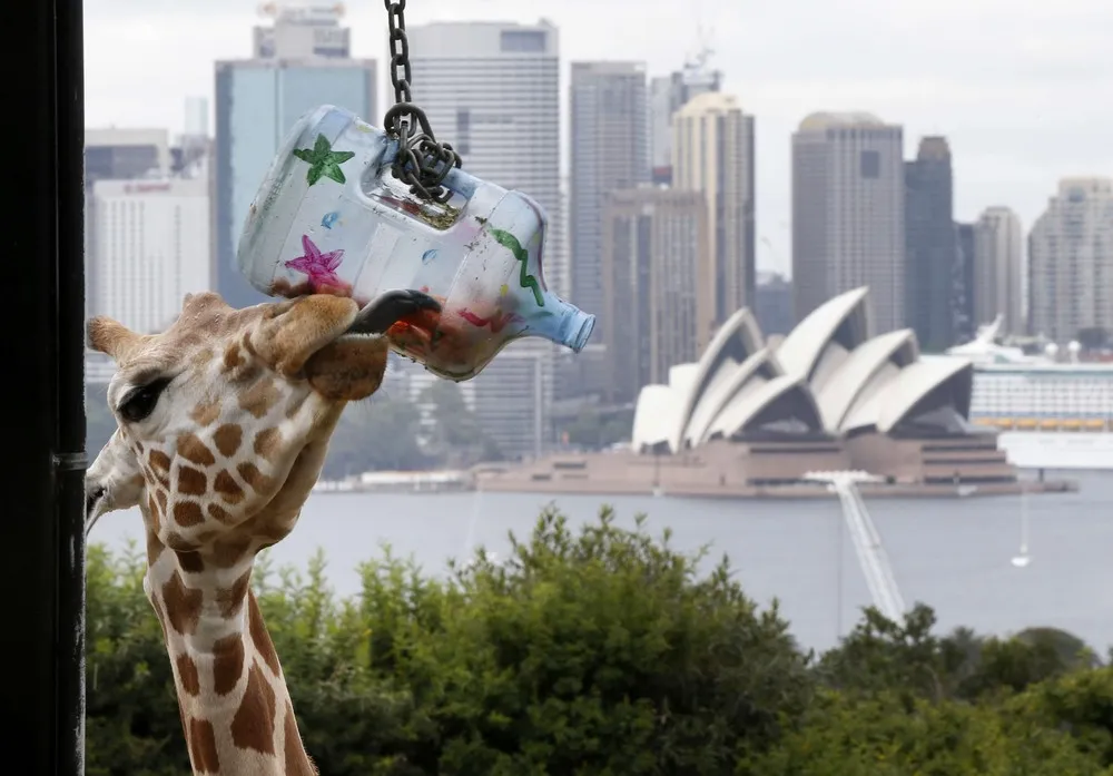 Christmas Presents in Sydney's Taronga Park Zoo