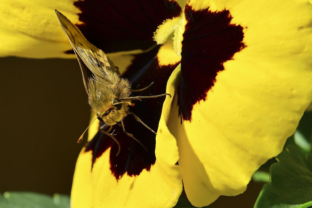 A pansy moth collects nectar in Pacific Grove, California, US on September 21, 2022. (Photo by Rory Merry/ZUMA Press Wire/Rex Features/Shutterstock)