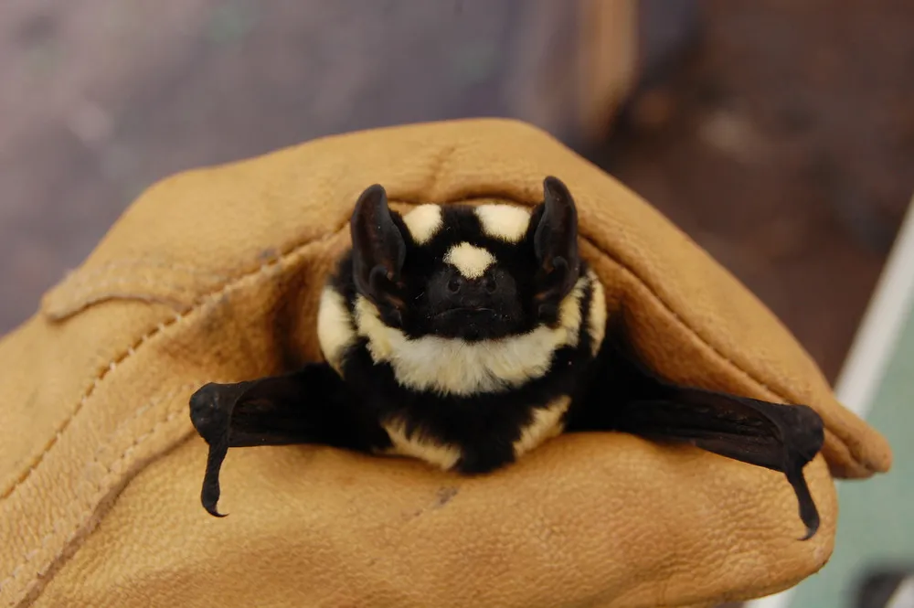 New Genus of Bat "Niumbaha Superba"
