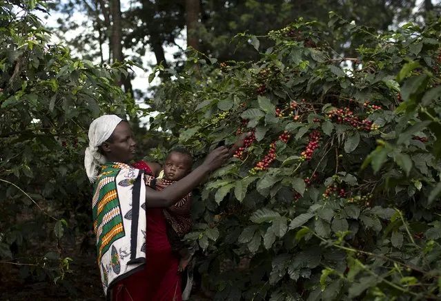 A woman picks coffee berries while holding a child at the Paradise Lost coffee farm in Kiambu, outside Kenya's capital Nairobi, November 10, 2015. Kenya expects its coffee harvest to jump by almost a quarter to 50,000 metric tonnes in the 2015/16 crop year which runs until next September buoyed by initiatives to boost production and to crop cycles, the country's crop regulator said on November 17. (Photo by Siegfried Modola/Reuters)