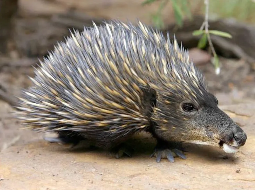 Impossible Animals by Jan Oliehoek. Part2 