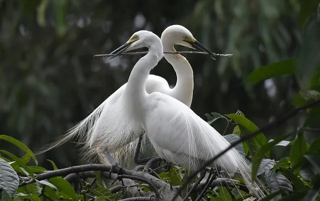 A pair of egrets hold a twig in their beaks as they build their nest in Panbazar area on the banks of the Brahmaputra river in Guwahati, India, 11 May 2018. This is the season of the year when hundreds of egrets build their nests on trees in the thickly populated Panbazar area. (Photo by EPA/EFE/Stringer)