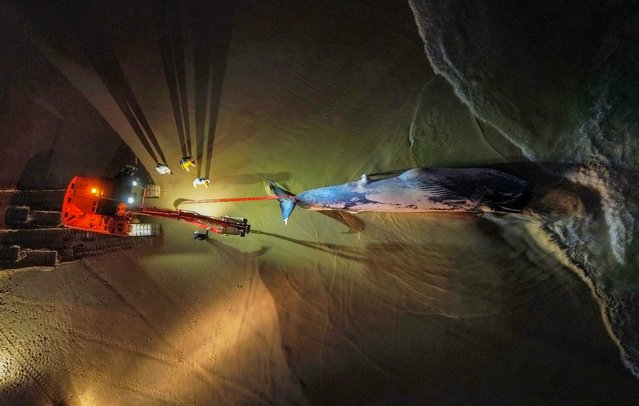Municipal workers and researchers used a crane to remove a dead male Bryde's whale (Balaenoptera brydei) that appeared on a beach in Praia do Rosa, city of Imbituba, Santa Catarina State, Brazil, on August 26, 2024. The animal, about 13 meters wide, was pulled from the water by local government tractors and will be studied by researchers from Santa Catarina State University. (Photo by Anderson Coelho/AFP Photo)