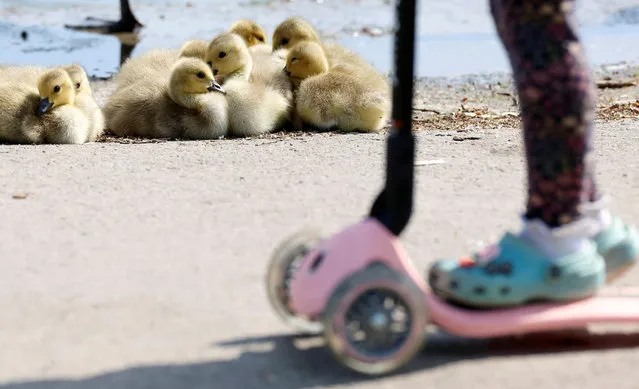 A child on a scooter goes past goslings resting by the lake in Verulamium Park, St Albans, Britain on May 16, 2023. (Photo by Peter Cziborra/Reuters)