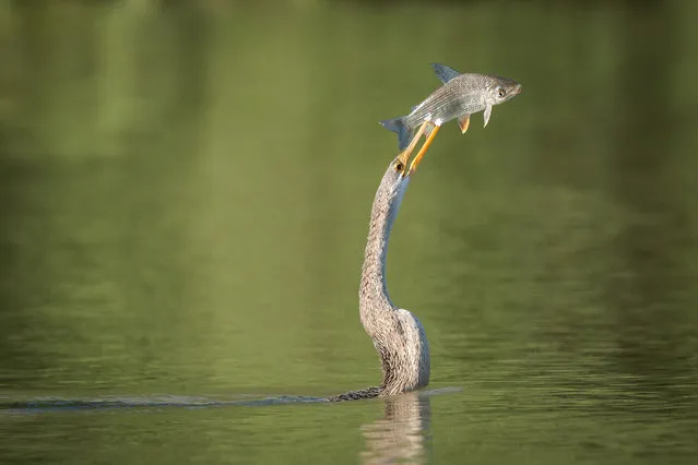 “Fish on sticks”. Anhinga with fresh catch. Anhingas dive underwater hunting for fish that they spear with their sharp beak. Location: Porto Jofre, Pantanal, Mato Grosso, Brazill. (Photo and caption by Alexander Poellinger/National Geographic Traveler Photo Contest)