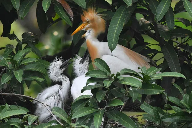 An egret tends to her chicks in their nest near the Brahmaputra River in Guwahati on May 17, 2023. (Photo by Biju Boro/AFP Photo)