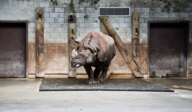 “A Zoo Life”. A rhinoceros in its small concrete enclosure at the Toronto Zoo. (Photo and caption by Vincent Demers/National Geographic Traveler Photo Contest)