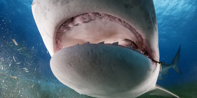 The inside of the tiger sharks mouth, the shark was interested in the camera after sensing electronic impulses in the water. (Photo by Adam Hanlon/Caters News)