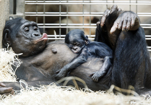 A three-days old bonobo baby sleeps on the belly of its mother Kutu in the zoo in Frankfurt, Germany, Tuesday, July 21, 2015. (Photo by Michael Probst/AP Photo)