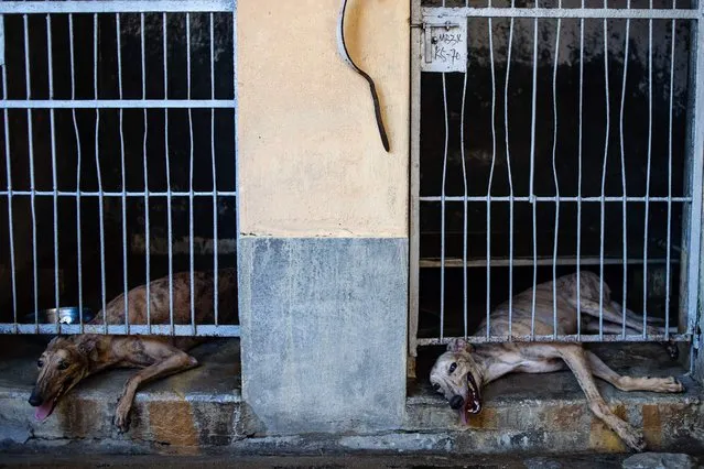 This picture taken on July 26, 2018 shows greyhounds inside kennels at the shut down Canidrome Club in Macau, which was Asia's only legal dog-racing track. First opened in 1931, the track's closure on July 21, 2018 was a victory for those who had spent years criticising its treatment of the animals. (Photo by Philip Fong/AFP Photo)