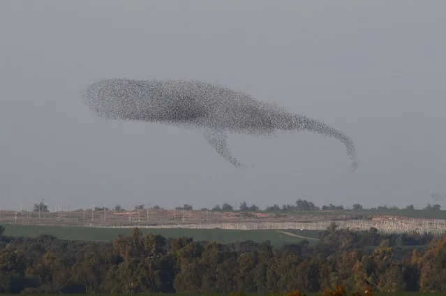 A murmuration of migrating starlings is seen across the sky in southern Israel December 31, 2015. (Photo by Amir Cohen/Reuters)