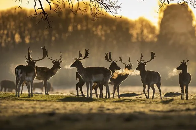 Stag deer take in a frosty dawn in Bushy Park, southwest London, United Kingdom on April 6, 2021. (Photo by Peter Macdiarmid/London News Pictures)